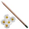 Marguerite