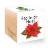 Etoile de Noël