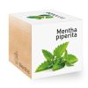 Menthe