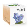 Myosotis