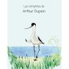 Avocette