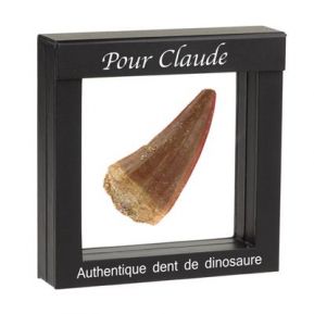 Authentique dent de dinosaure Authentique dent de dinosaure