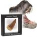 Coffret dent de dinosaure collector