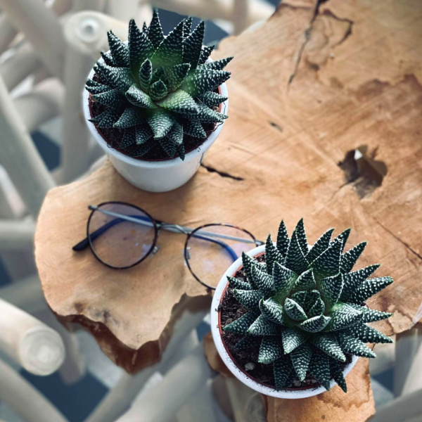 Plante Haworthia personnalisée