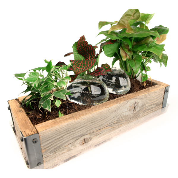 Pierres irrigantes pour plantes