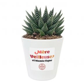 Plante grasse Fête des Mères personnalisée Plante grasse Fête des Mères personnalisée