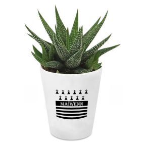 Succulente Haworthia Breizh personnalisée