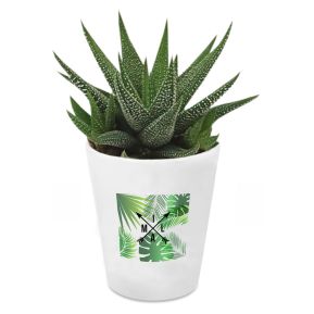 Plante d'intérieur Haworthia  personnalisée Maré