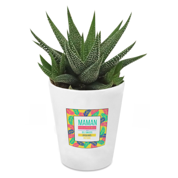 Plante succulente Haworthia personnalisée palmeraie