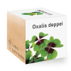 Neliapila