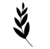 Branch