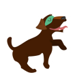 Dog3