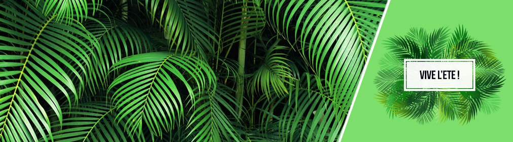 Collection Palmiers