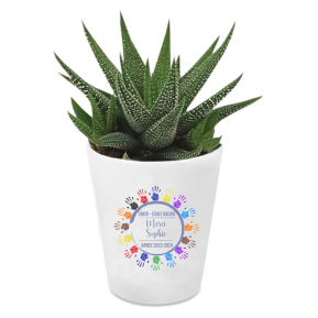 Plante grasse farandole de menottes