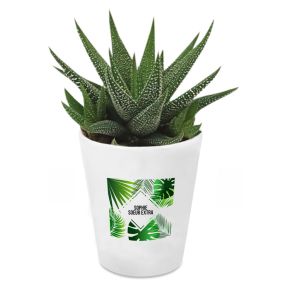 Plante Haworthia personnalise Summertime