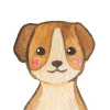 Koira