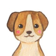Koira
