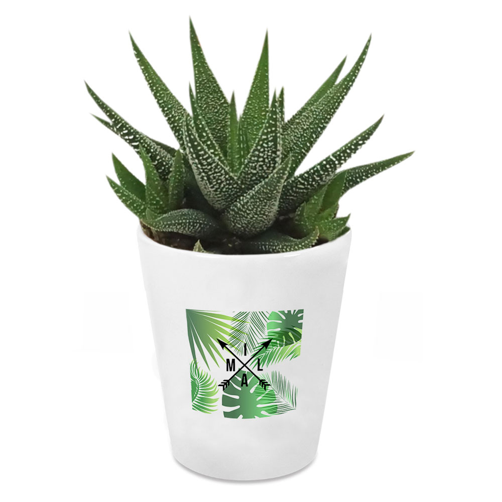 Plante d'intérieur Haworthia personnalisée Maré